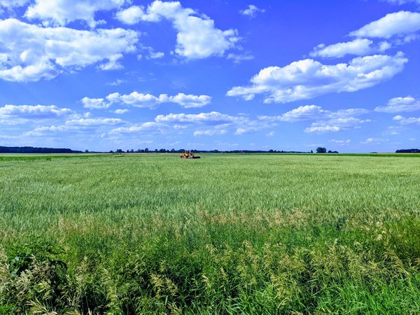 Zboże przed żniwami